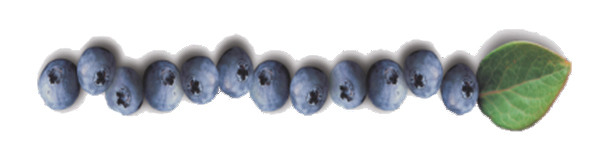 blueberries-flip – Wild Blueberry Heritage Center