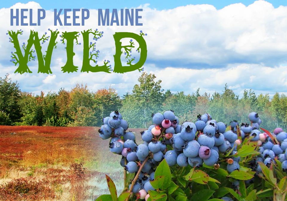 keep maine wild blueberry barrens and berries